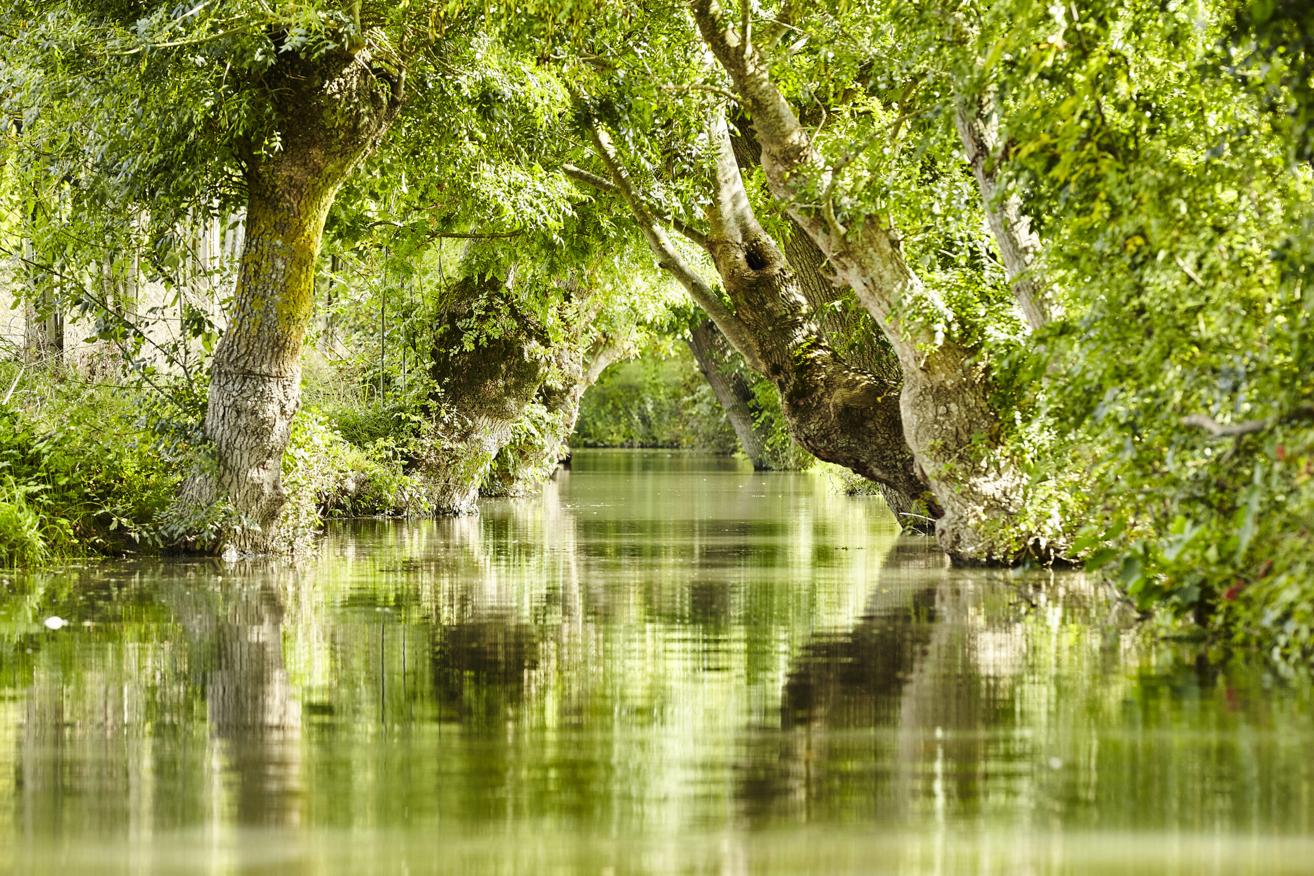 Maraispoitevin Maraismouille (2)