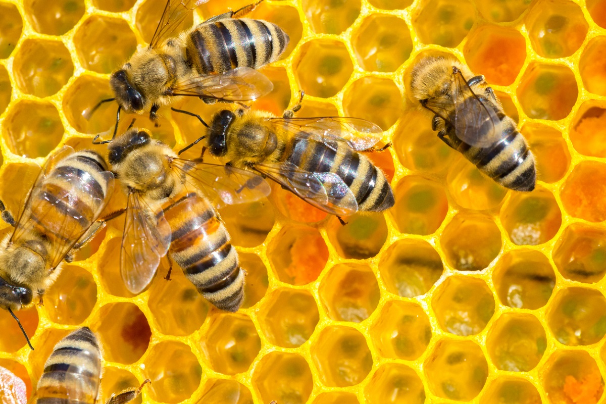 Bees working in the beehive