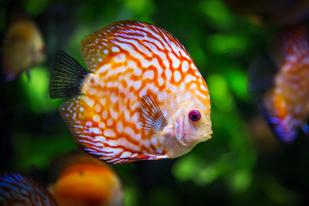 aquarium vendée