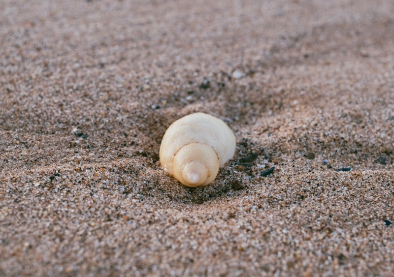 plage coquillage