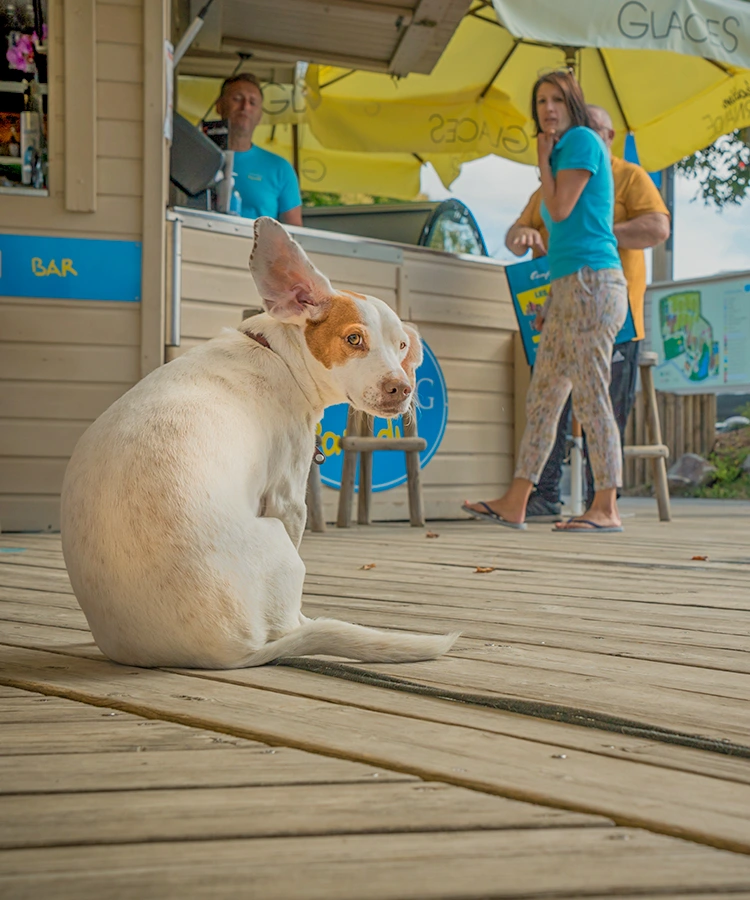 camping acceptant les animaux en vendee
